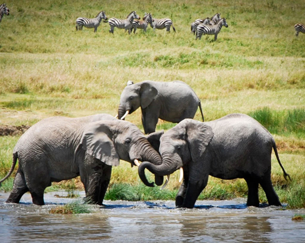 Tanzania Luxury safari