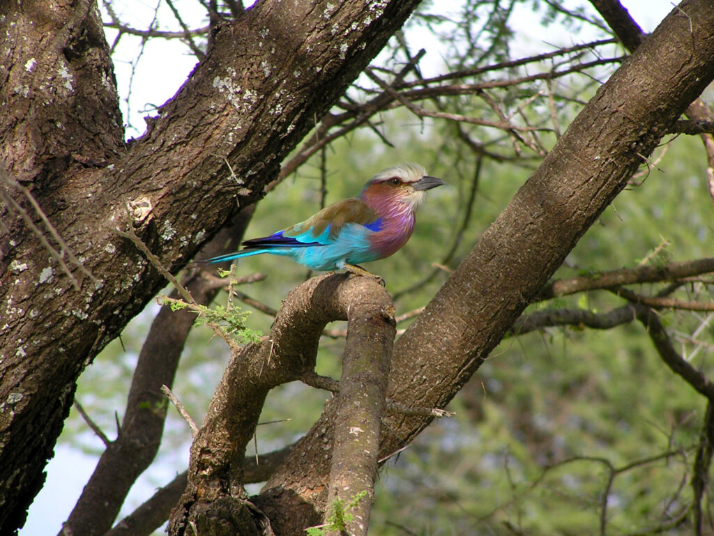 Tanzania Birdwatching Safari