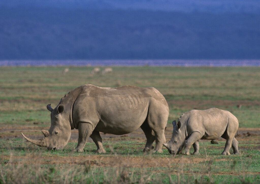 The best of Ngorongoro National Park